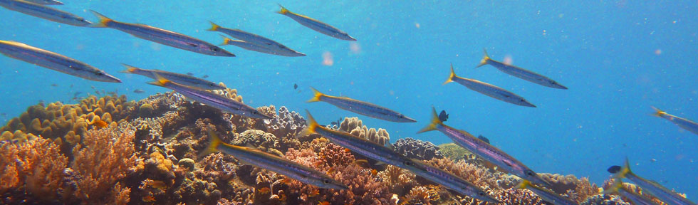 Underwater photo from Anda Bohol