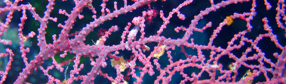 Underwater image with pink corals in Anda