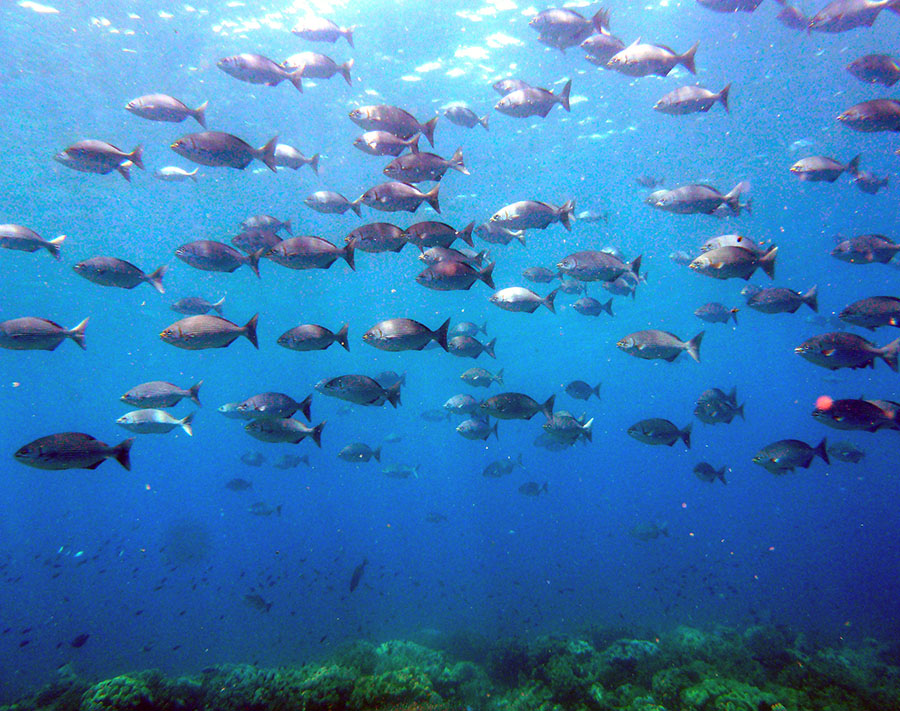Underwater world with blue fishes
